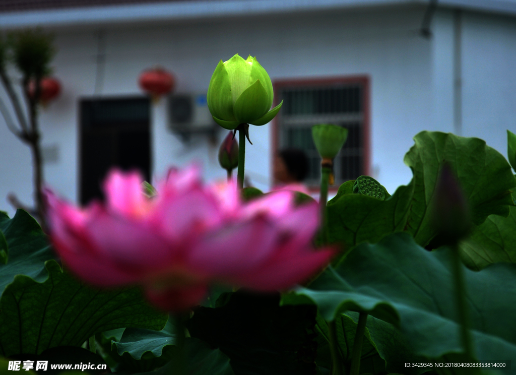 荷花