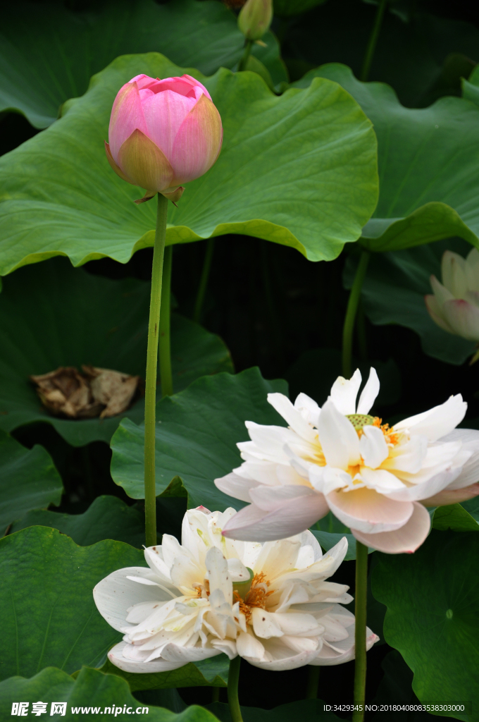 荷花