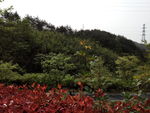 山林