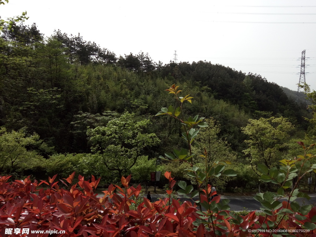 山林