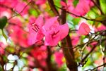 花卉三角梅