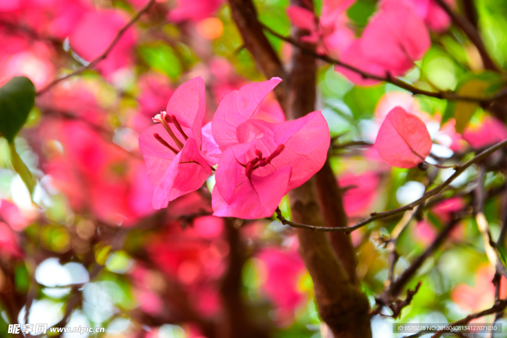 花卉三角梅