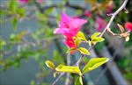花卉三角梅