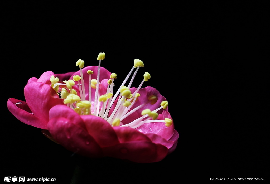 红梅花