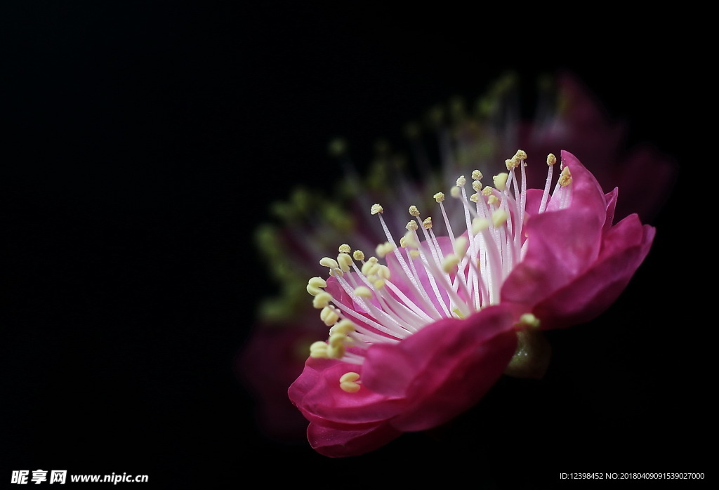 红梅花