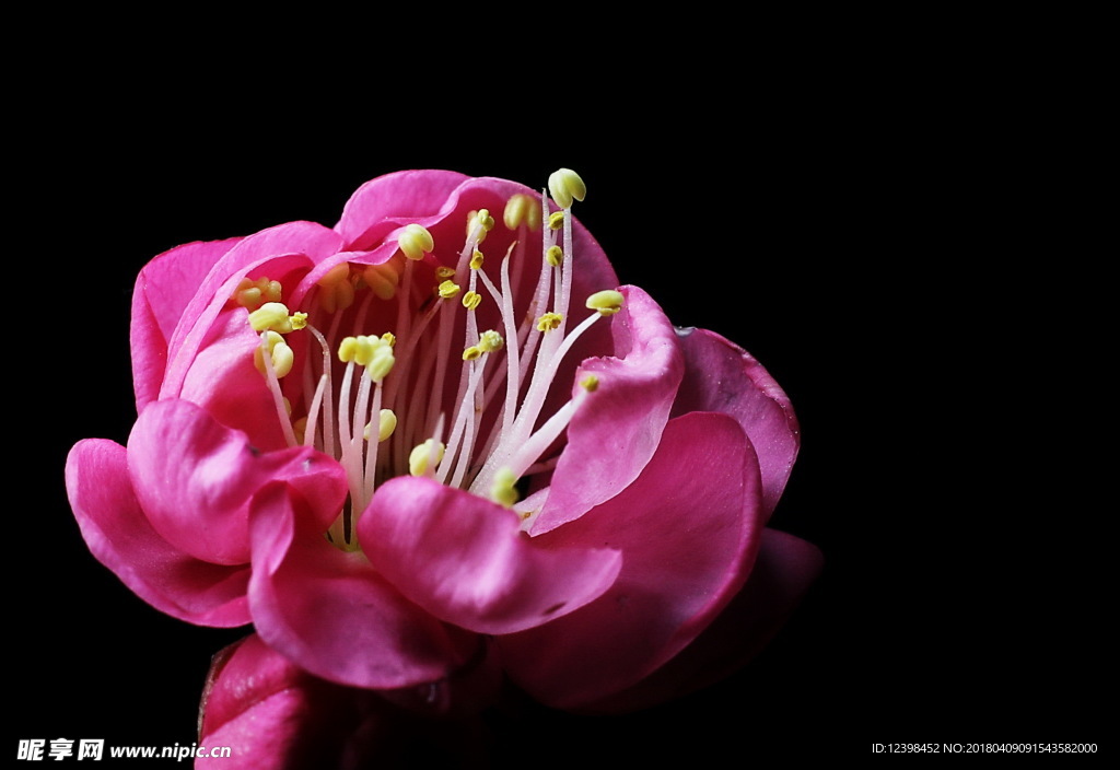 红梅花