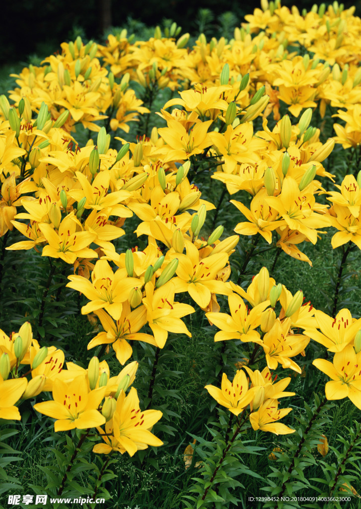 黄色鲜花