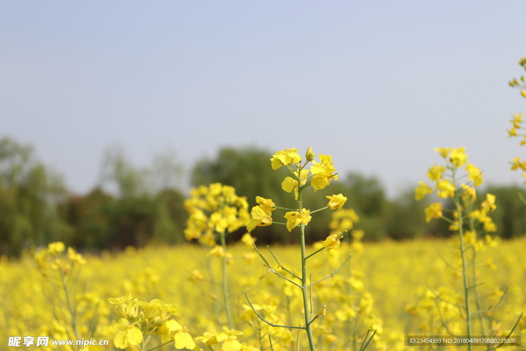 油菜花