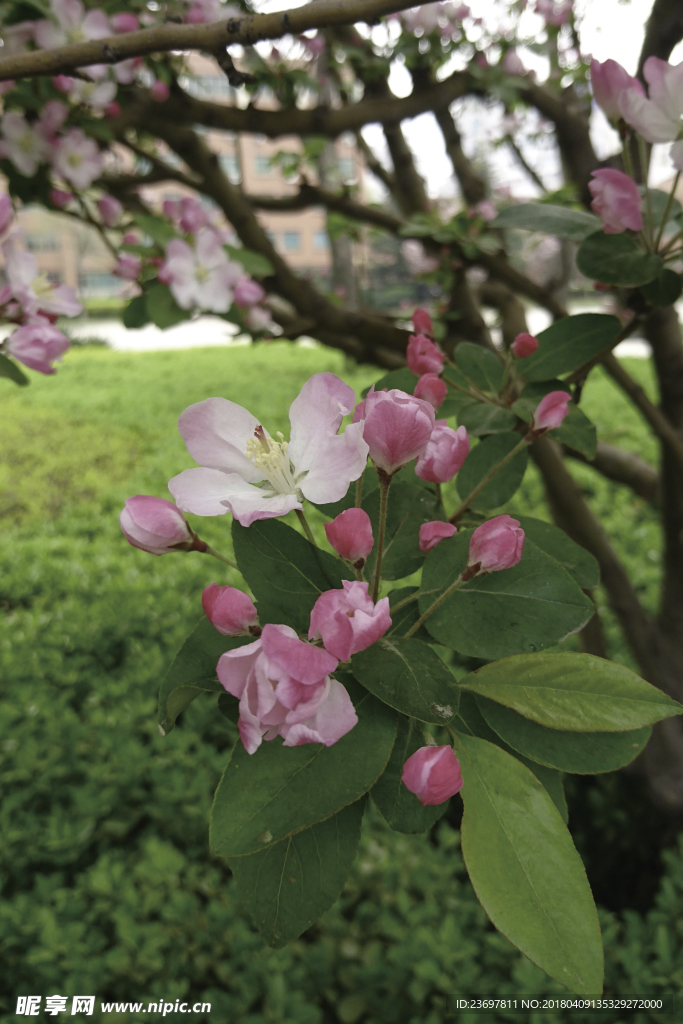 花 海棠 绿色 树 春天