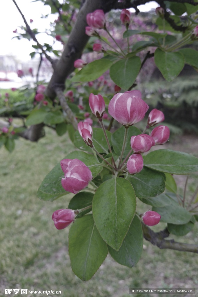 花 海棠 绿色 树 春天