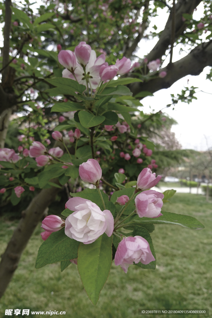 花 海棠 绿色 树 春天
