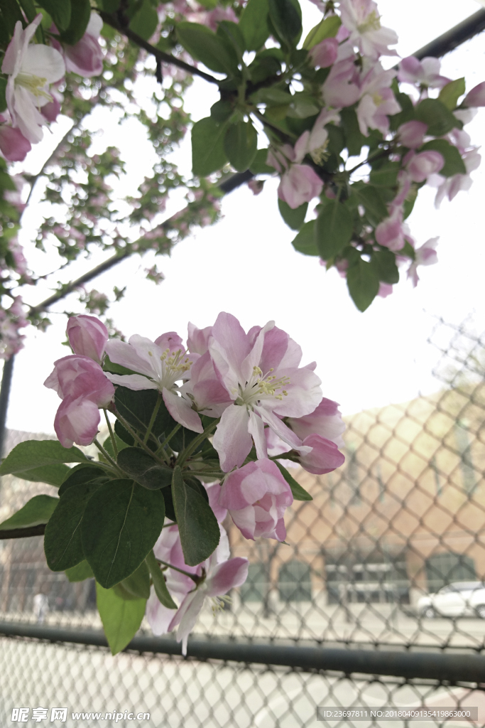 花 海棠 绿色 树 春天