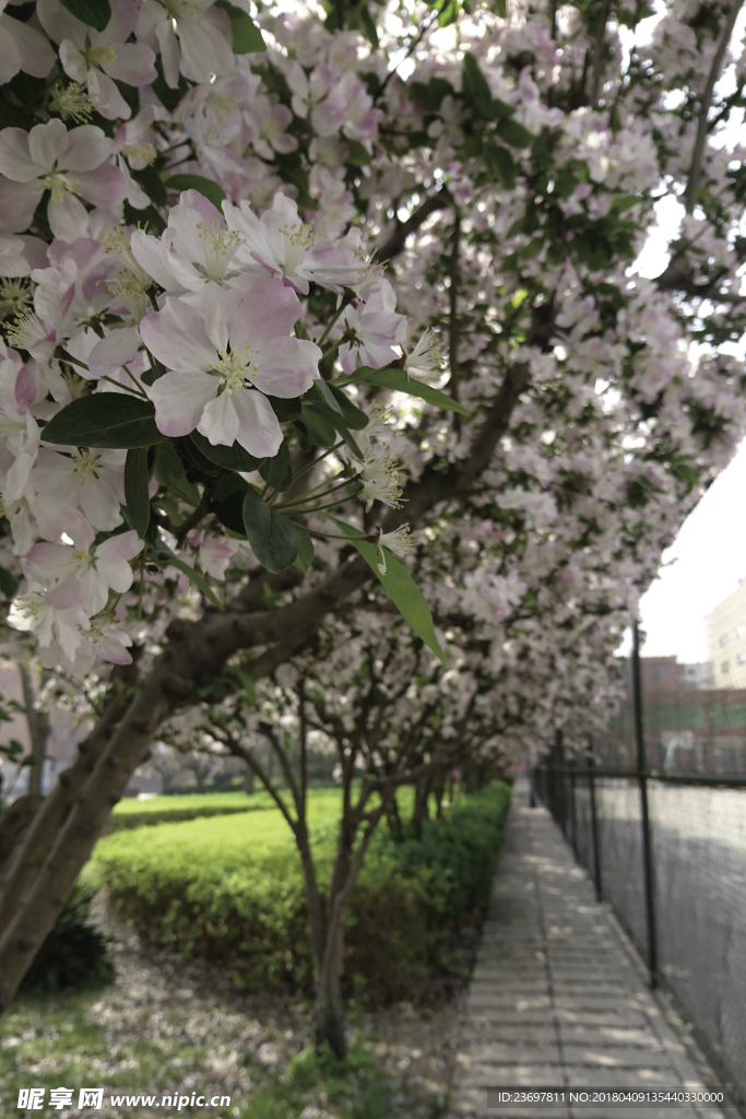 花