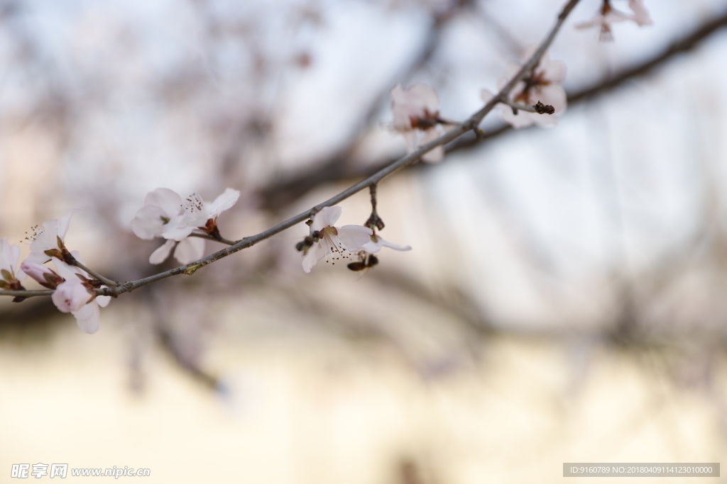 桃花