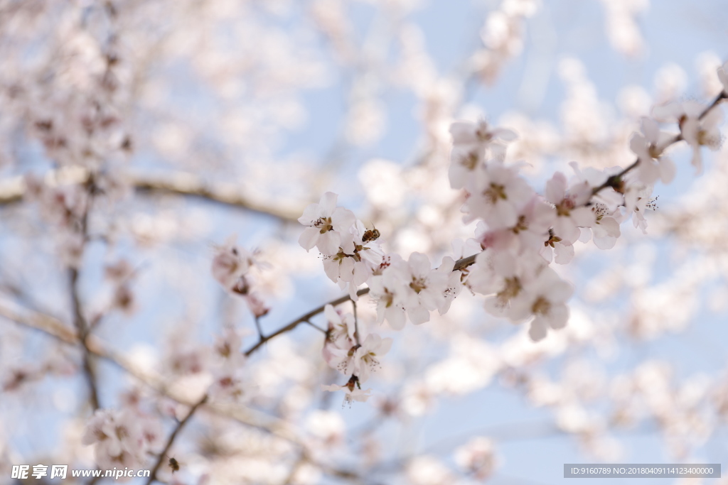 桃花