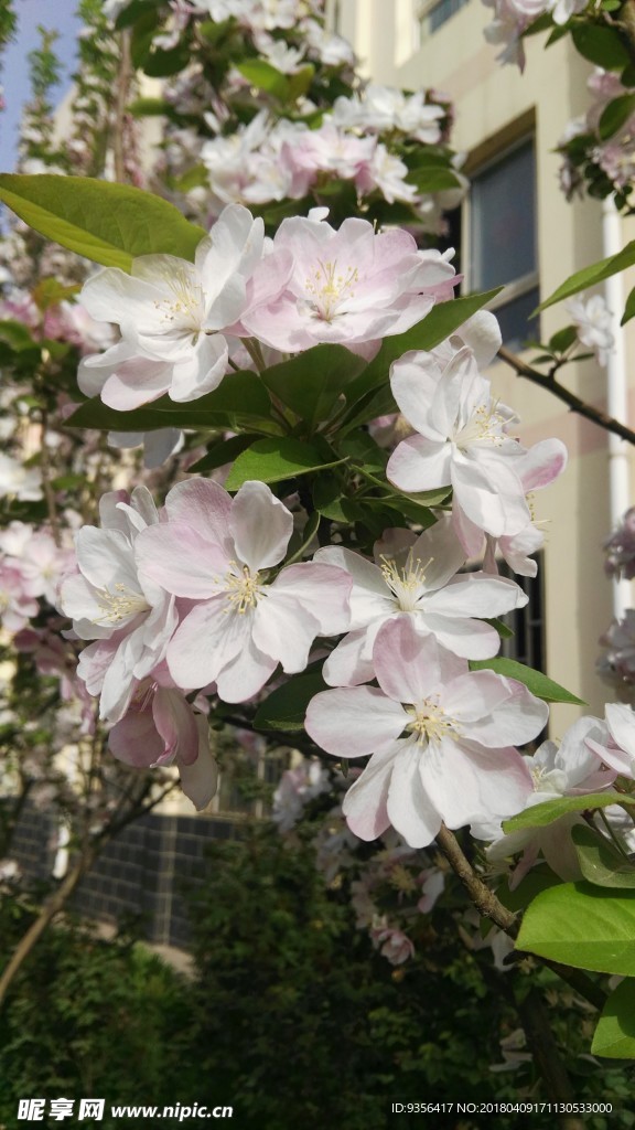 海棠花