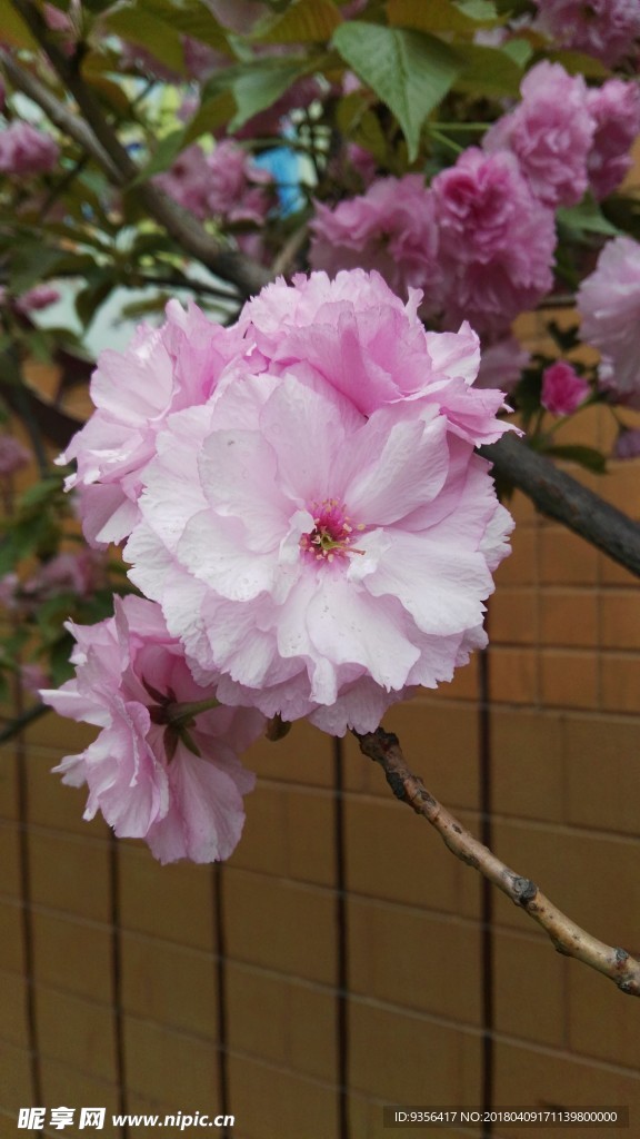 碧桃花