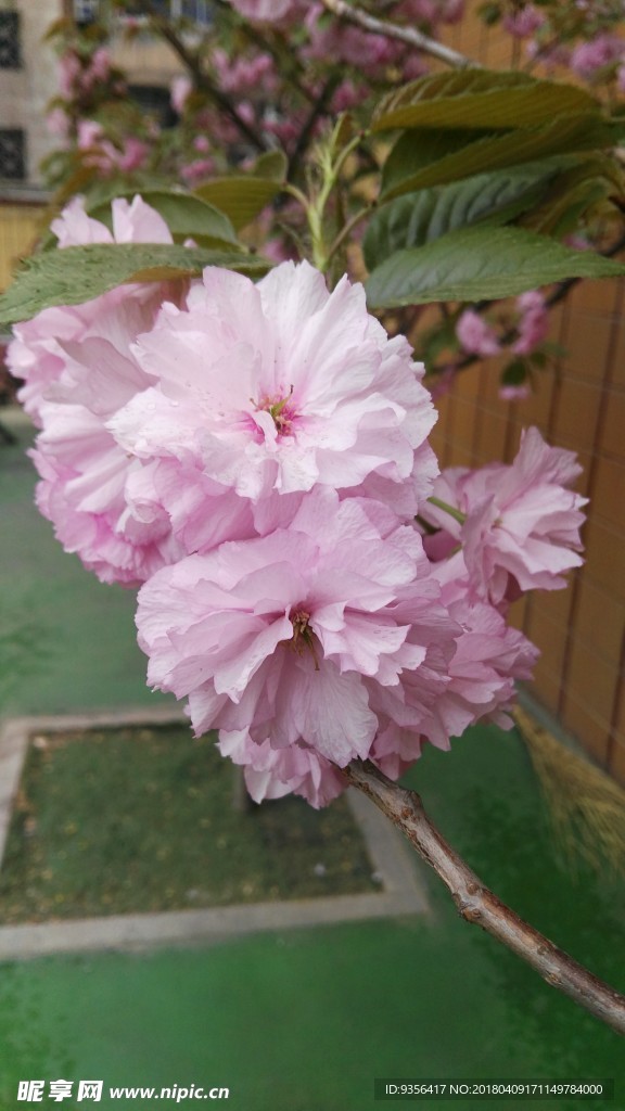 碧桃花