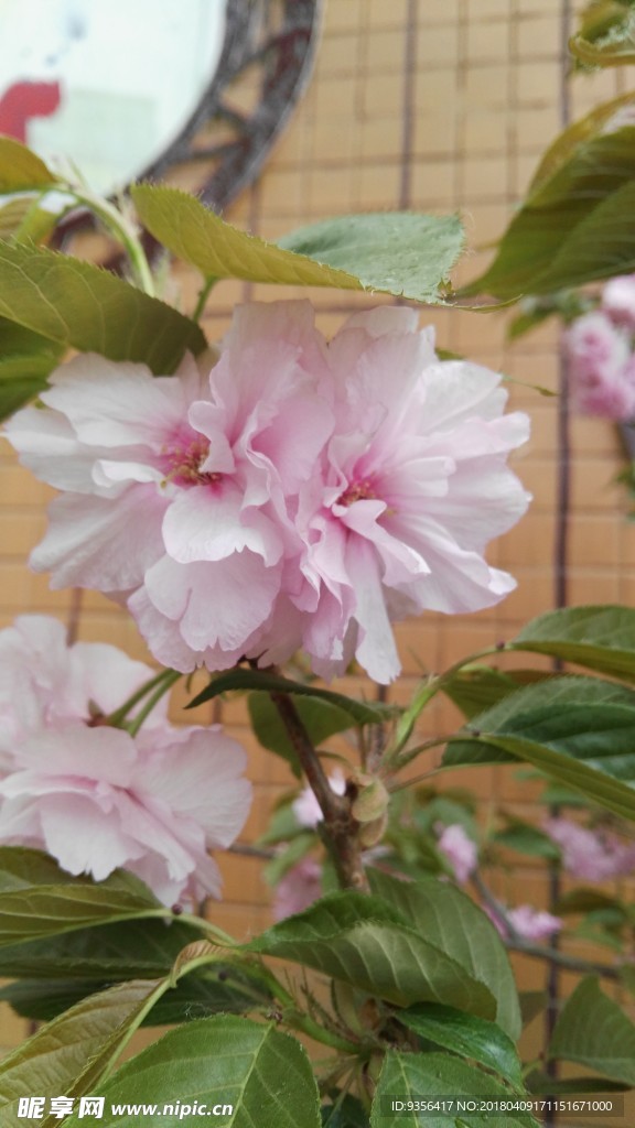碧桃花