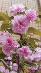 碧桃花