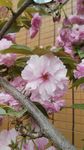 碧桃花