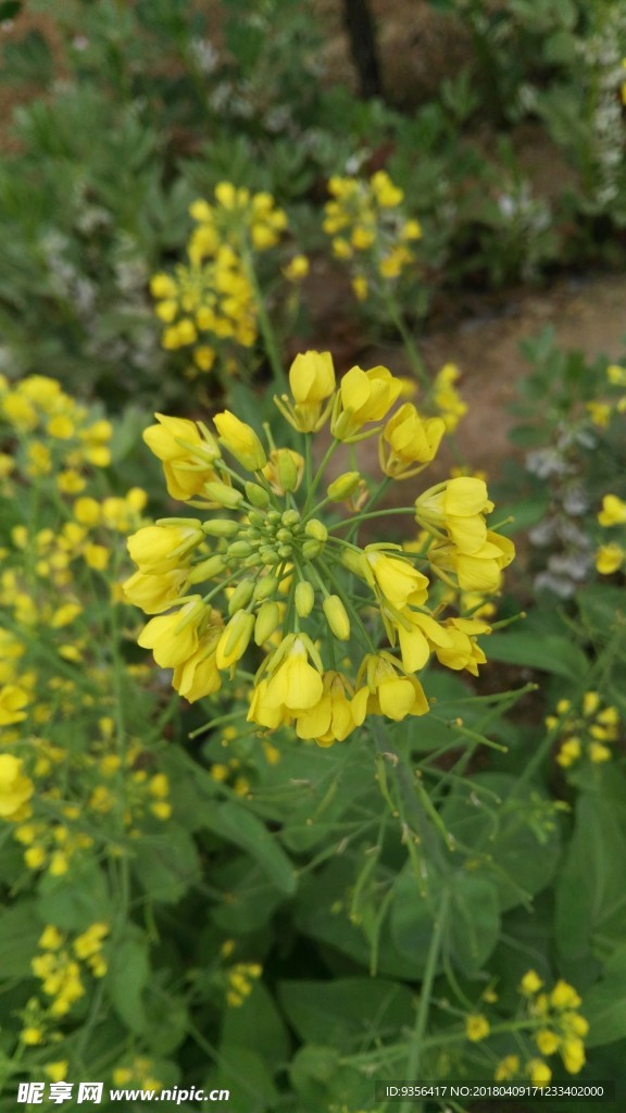 油菜花