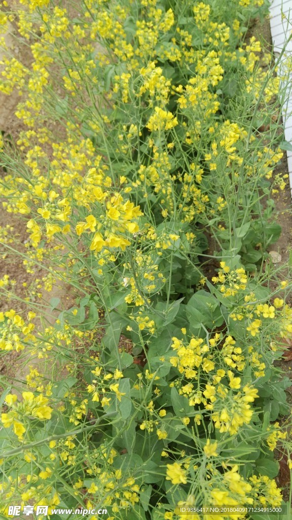油菜花