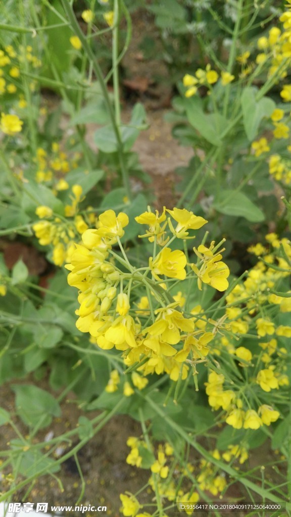 油菜花