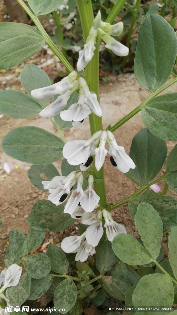 蚕豆花