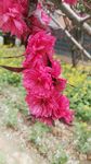 碧桃花