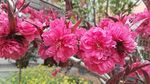 碧桃花