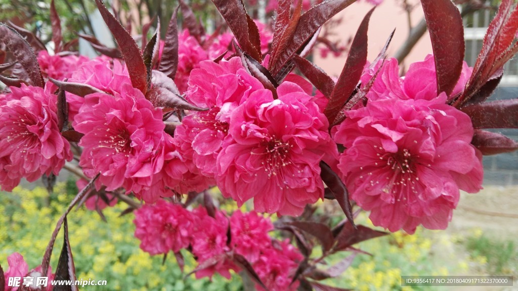 碧桃花