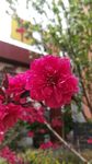 碧桃花