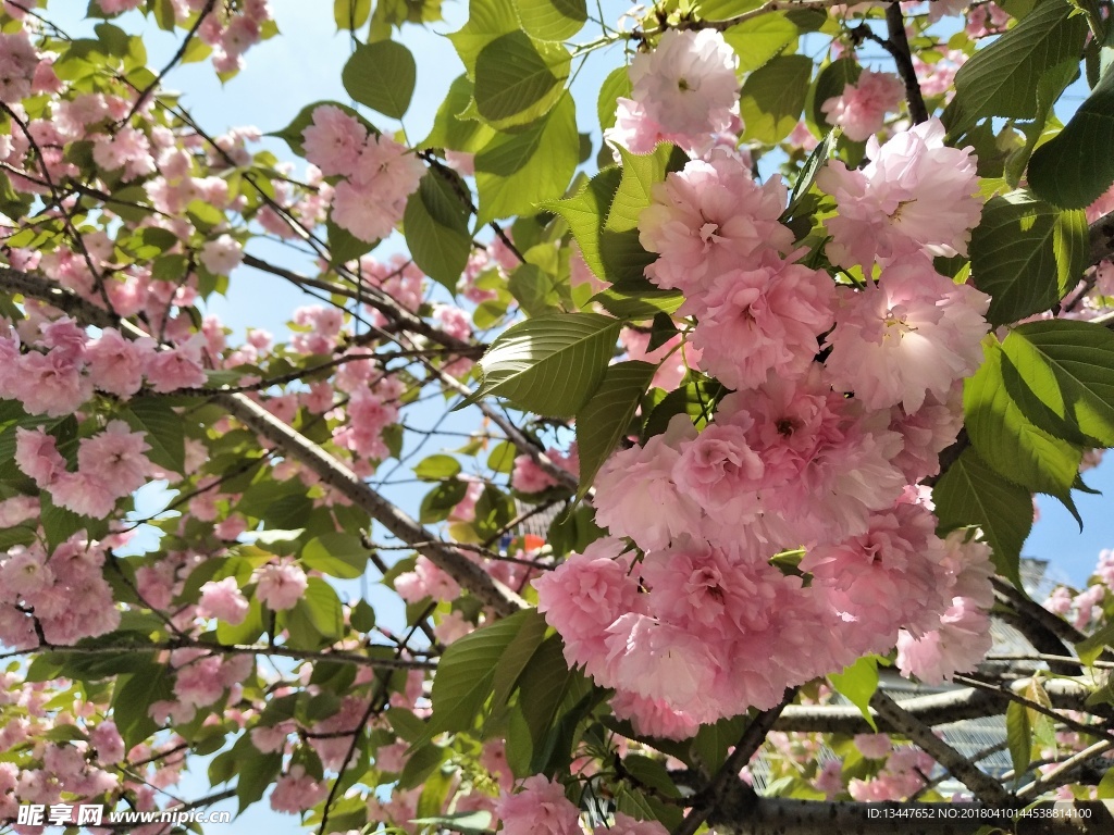 春日樱花