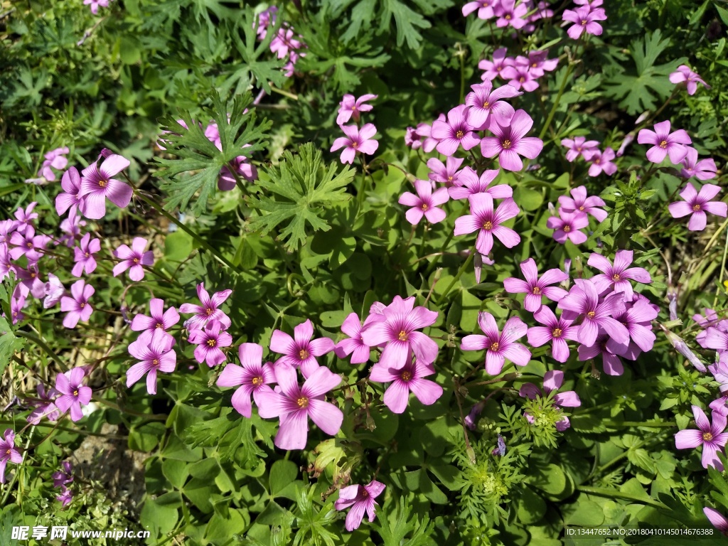 草丛花