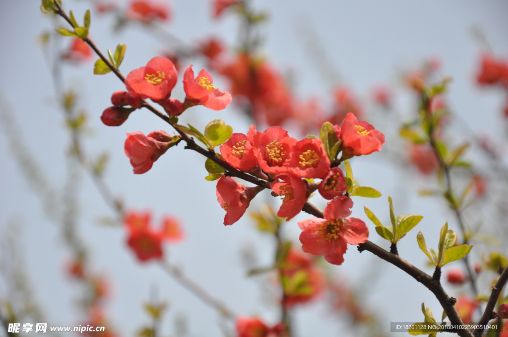 樱花