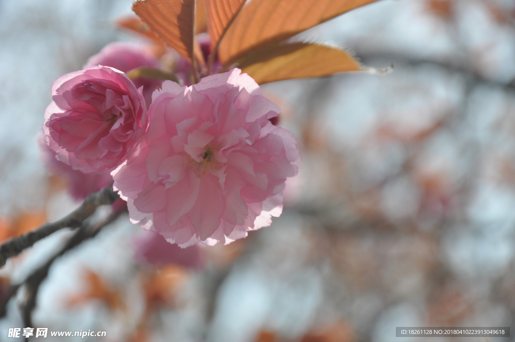 樱花