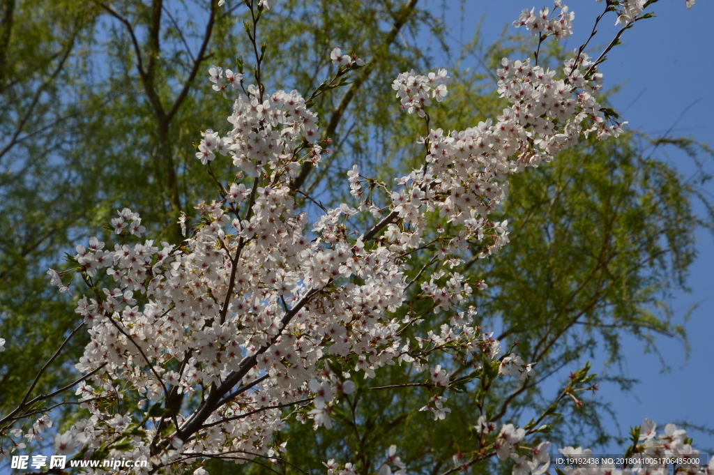 樱花