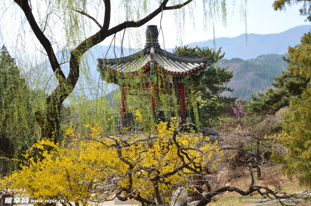 连翘花儿