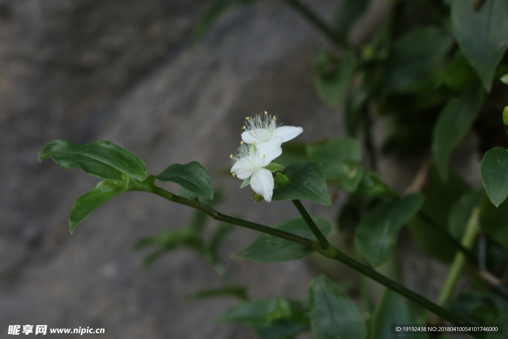 百花紫露草