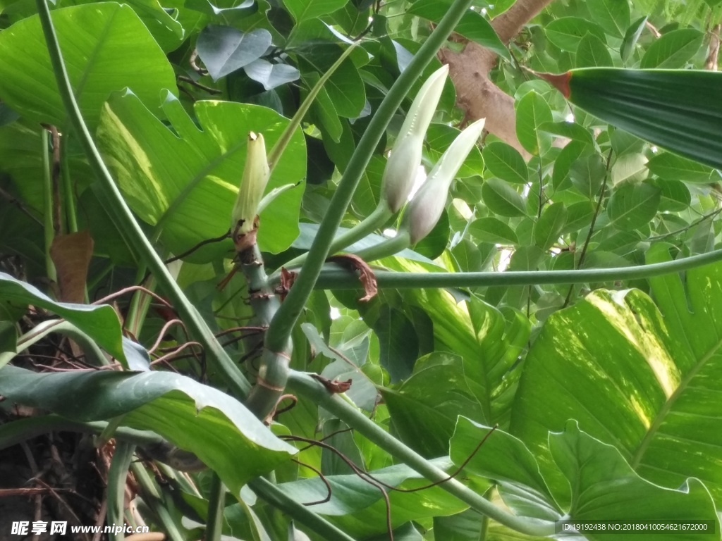 观叶植物