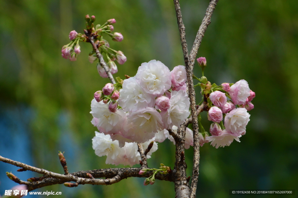 樱花