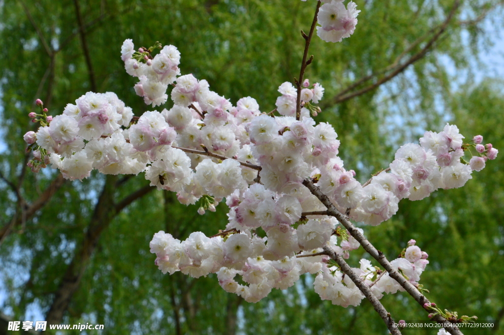 樱花