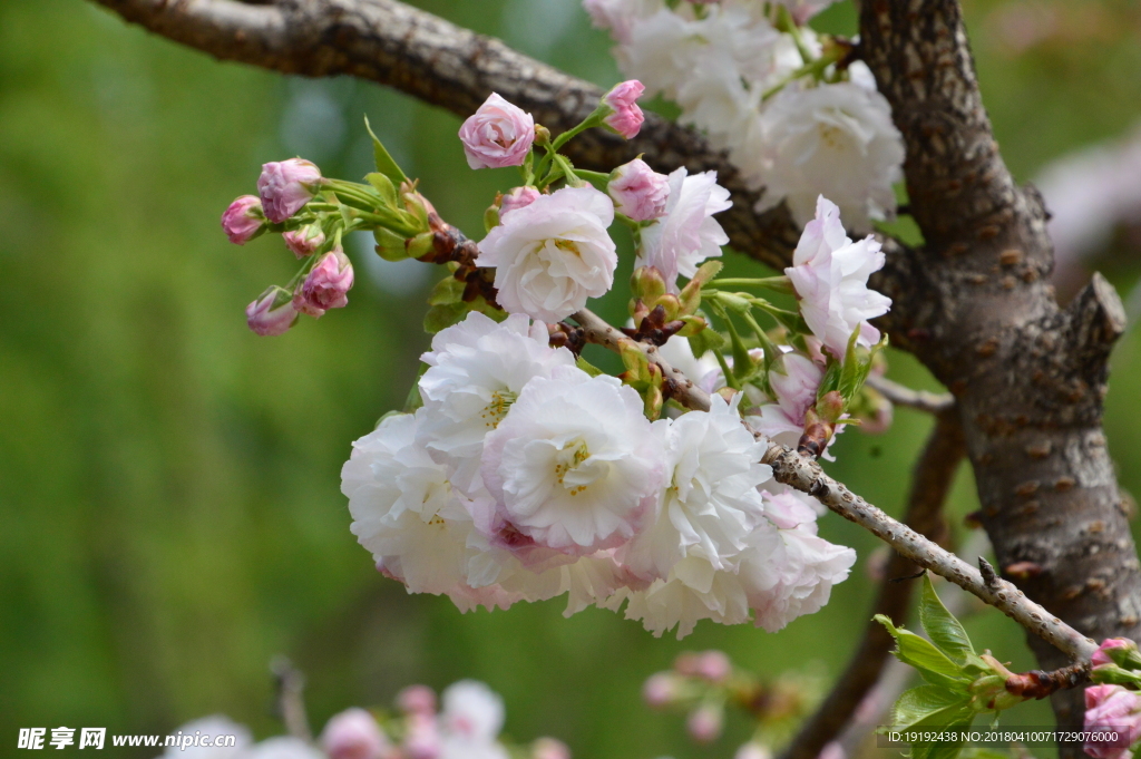 樱花