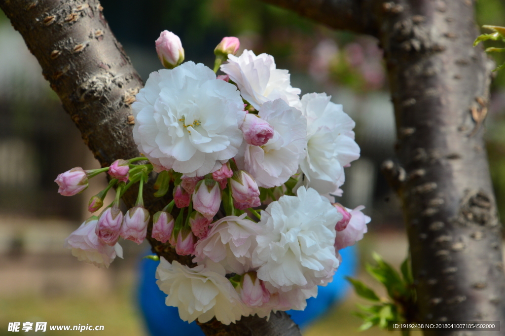 樱花