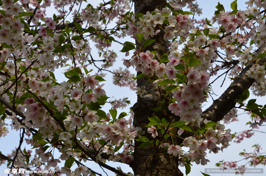 樱花