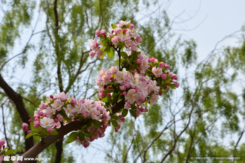 海棠花