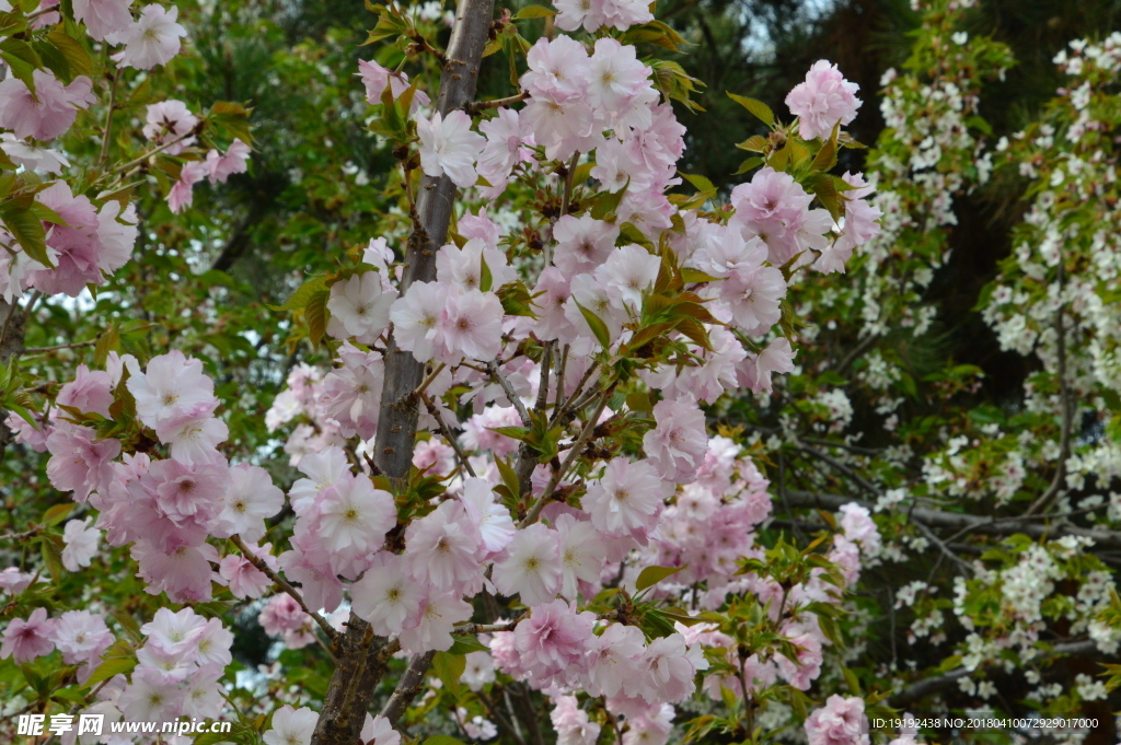 樱花