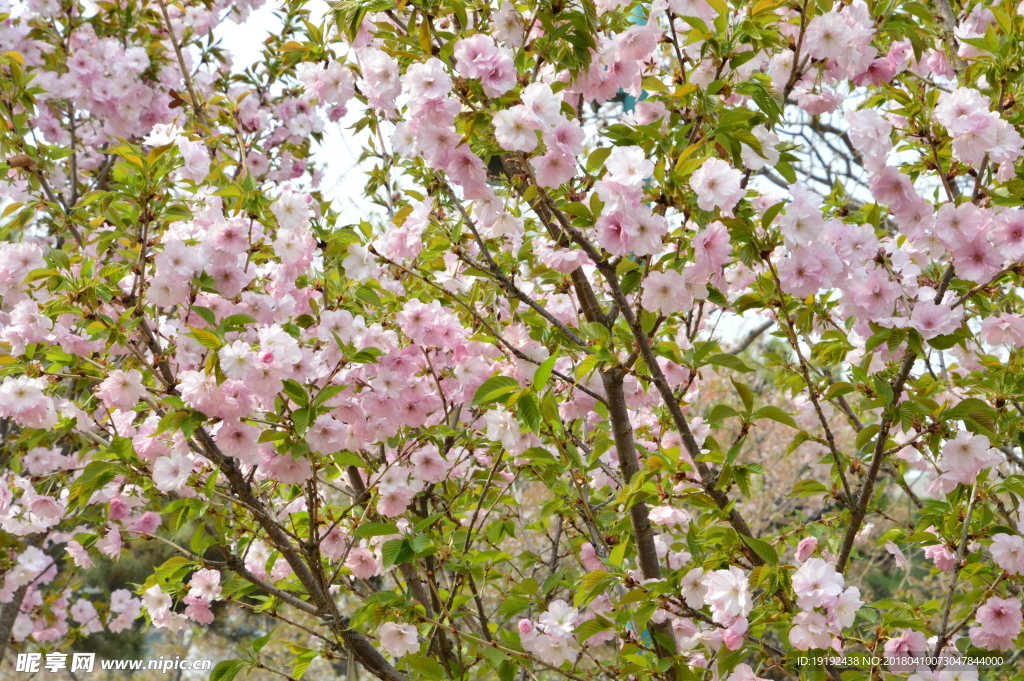 樱花