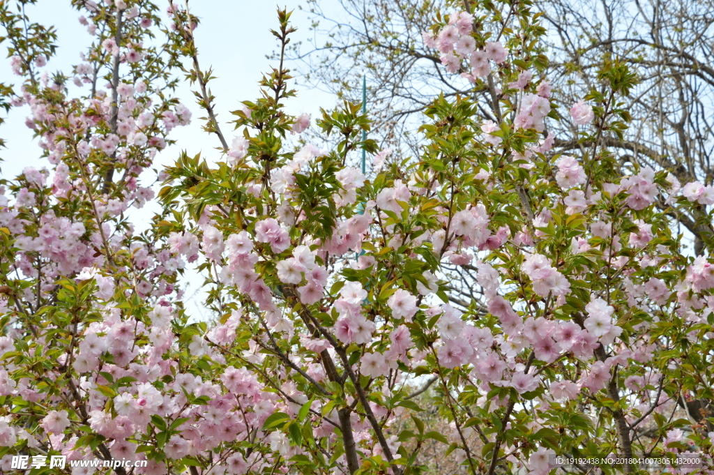 樱花